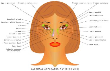Göz yaşı bezi anatomisi. Göz kapağının içinde ve beyaz kesiminde bulunan gözyaşı bezleri ve diğer küçük salgı bezleri gözü nemli, yağlı ve sağlıklı tutmak için sürekli gözyaşı üretir.