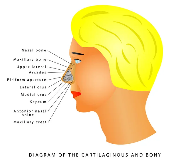 Anatomie Der Nase Diagramm Der Knorpeligen Und Knöchernen Nase Und Stockvektor