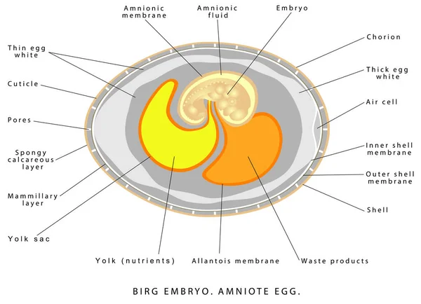 Embryon Oiseau Structure Oeuf Oiseau Œuf Amniote Structure Interne Œuf — Image vectorielle