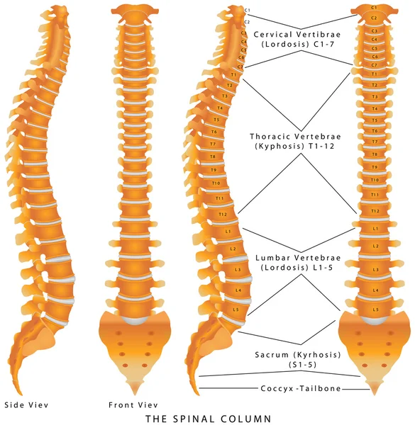 La columna vertebral — Archivo Imágenes Vectoriales