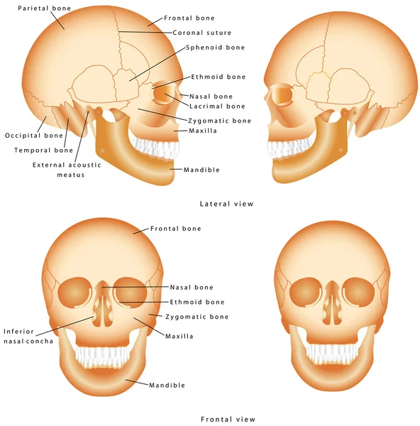 Estructura del cráneo humano — Vector de stock