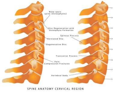Cervical Spine clipart