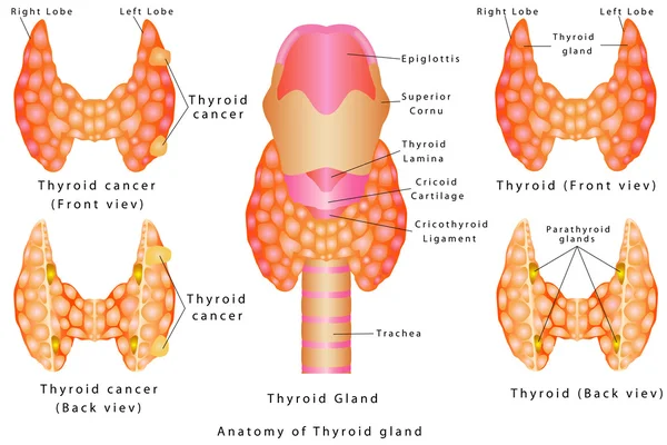 Glándula tiroidea — Vector de stock