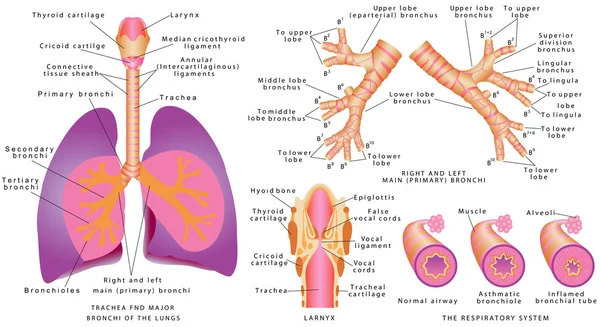 Sistema respiratorio. — Vector de stock