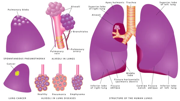 Structure des poumons humains — Image vectorielle