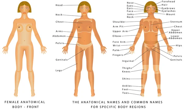 Betere Vrouwelijke anatomie Stockvectors, rechtenvrije Vrouwelijke HQ-83