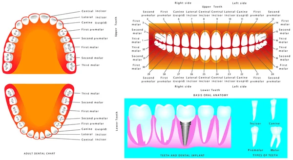 Dentes — Vetor de Stock