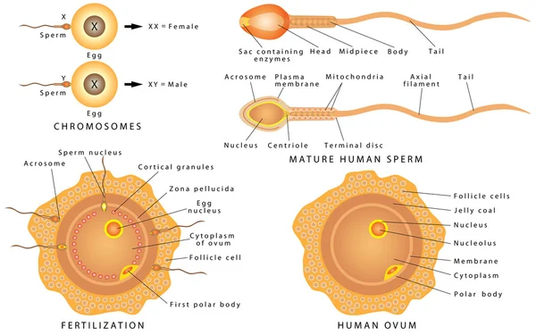 Ovule et sperme. Vecteur En Vente