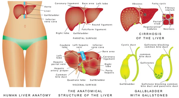 Liver — Stock Vector