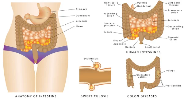 Anatomía de los intestinos humanos — Vector de stock