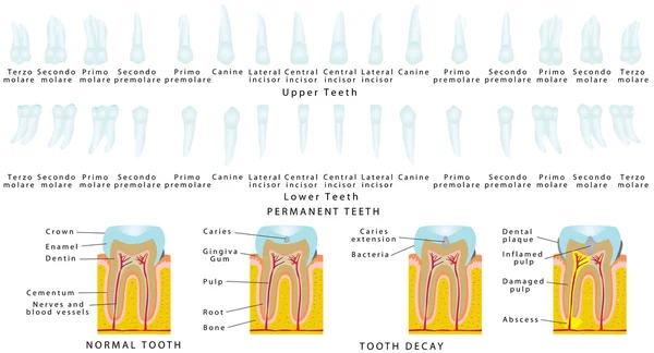 Satz stabilisierter Zähne — Stockvektor