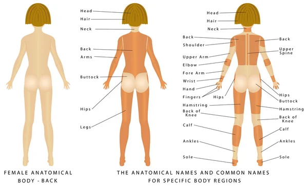 Cuerpo femenino. Atrás — Archivo Imágenes Vectoriales