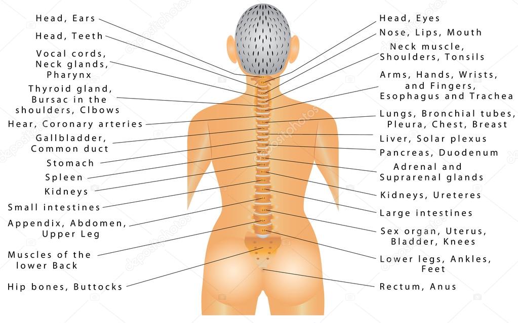 Spine. Organ Function