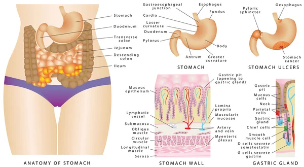 Anatomia do estômago do ser humano — Vetor de Stock