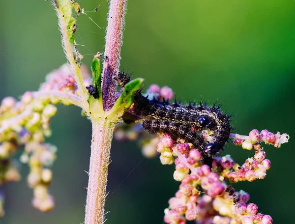 Bahçedeki bir bitkinin gövdesindeki siyah tüylü tırtıllar seçici odak noktalarını kapatır..