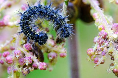 Bahçedeki bir bitkinin gövdesindeki siyah tüylü tırtıl seçici odak noktasını kapatır.