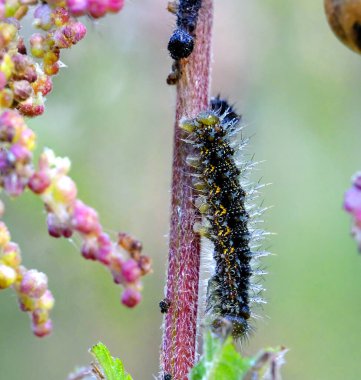 Bahçedeki bir bitkinin gövdesindeki siyah tüylü tırtıl seçici odak noktasını kapatır.