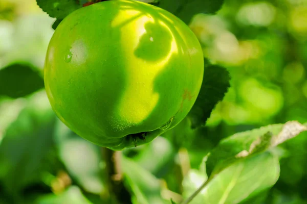 Jovem maçã verde em um ramo no jardim fechar o foco seletivo — Fotografia de Stock