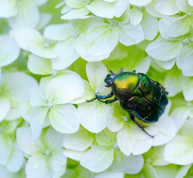 Beyaz ortanca çiçekleri üzerindeki büyük böcek bronzu seçici odağı kapatabilir