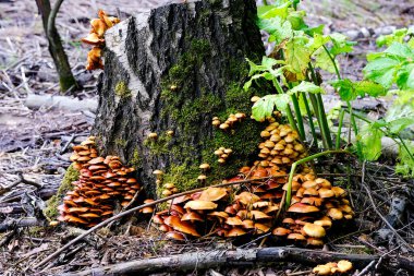 Opyat mantarları ormanda bir huş kütüğünün üzerinde seçici bir odak