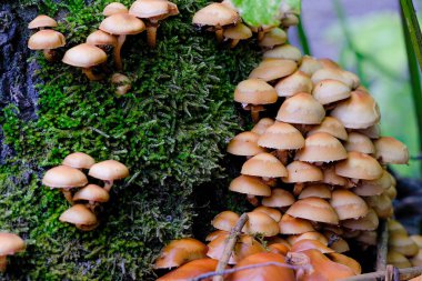 Ormandaki bir ağaç gövdesindeki mantarlar seçici odak noktasını kapatır