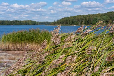 Göl kıyısındaki uzun otlar mavi su ve mavi gökyüzünün arka planına karşı.