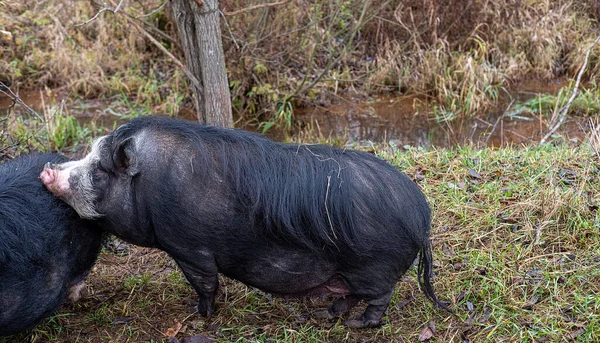 Black fat pig with fur on the green grass by the stream — Stock Photo, Image