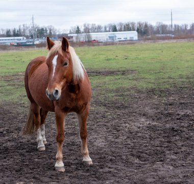 Sonbaharda tarlada yalnız kırmızı at duruyor..