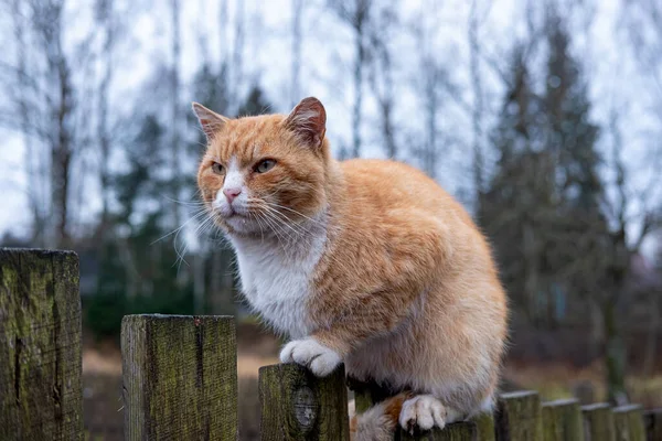 Red Cat Sitting Wooden Fence — Stock Photo, Image