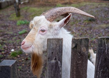 Boynuzlu ve sakallı bir keçinin kafası, yakın plan bir çitin arkasında.