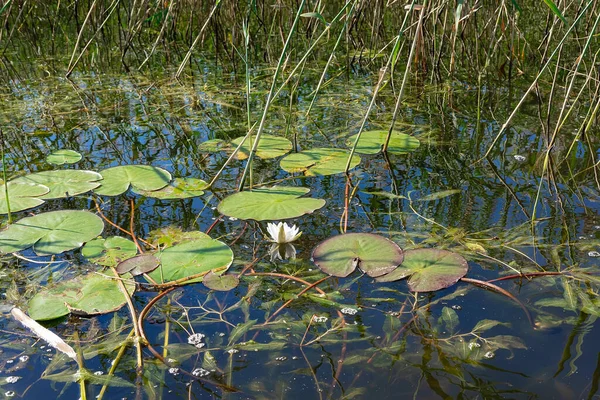 背の高い草を背景に池に緑の葉と白いユリの花。 — ストック写真