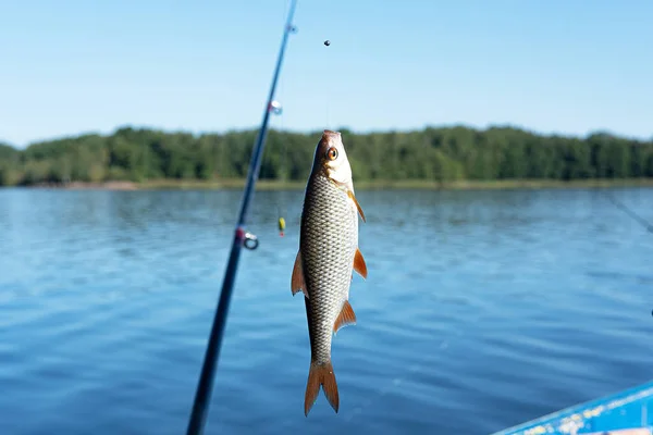 Small fish hanging on a fishing line on the background of blue water — Stock Photo, Image