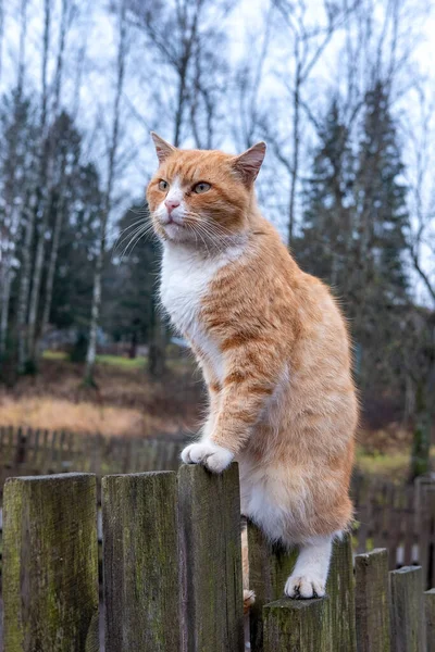 Red cat sitting on a wooden fence — Stock Photo, Image