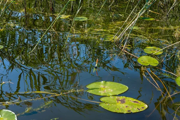 Green leaves Lily in a pond on a background of tall grass Royalty Free Stock Images