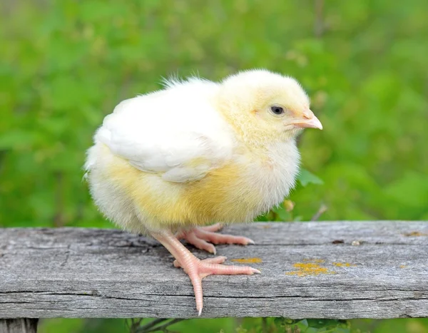 Little chick — Stock Photo, Image