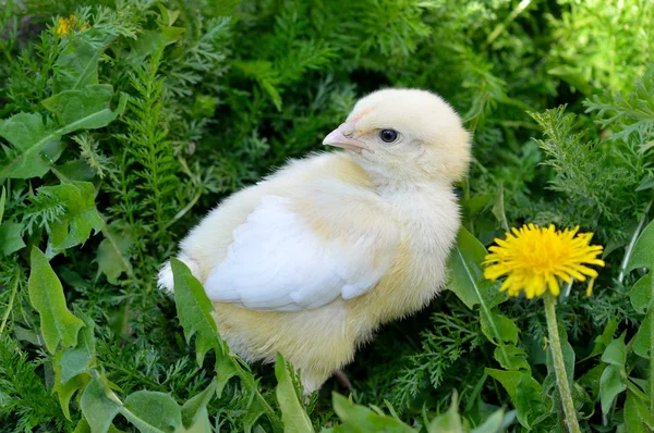 Little chick — Stock Photo, Image