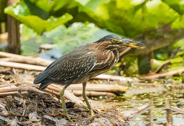 Une Belle Chasse Héron Vert Pour Une Grenouille Fraîche — Photo