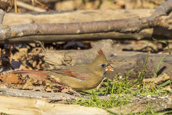 Une Belle Femme Cardinal Nordique Reposant Dans Forêt — Photo