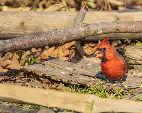 Cardenal Macho Del Norte Tomando Aperitivo Bosque —  Fotos de Stock