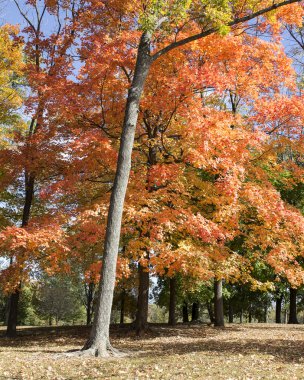 Kırsal sonbahar renkleri