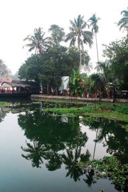 Alappuzha ya da Alleppey, Kerala, Hindistan - Şubat 09, 2016: Arka planda palmiye ağaçları olan bir su kütlesi. Su yeşildir ve palmiye ağaçlarının bir yansımasıdır. Alappuzha (Alleppey). Kerala