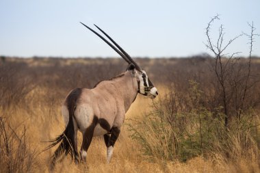 Kalahari Çölü, Botsvana, Afrika antilopu ceylan