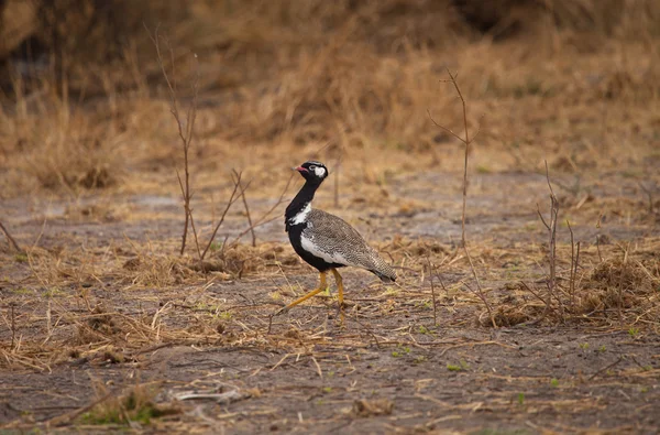 Vit-quilled bustard — Stockfoto