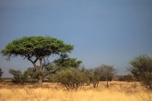 Landschaft Botswanas — Stockfoto