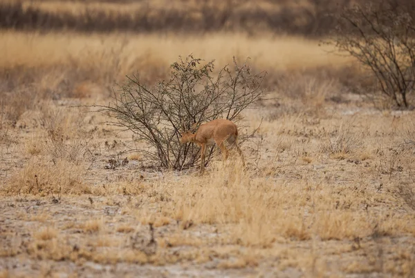 Impala bebê — Fotografia de Stock
