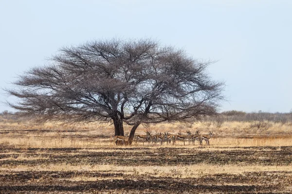 Troupeau d'antilopes de Springbok — Photo