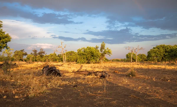 Landschap van Botswana — Stockfoto