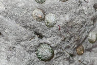 Group of limpets on a rock clipart