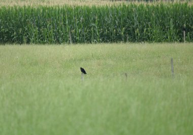 Siyah kargalı mısır tarlası