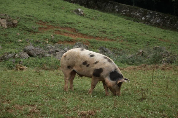 Cerdo Con Manchas Negras Vistas Desde Costado —  Fotos de Stock